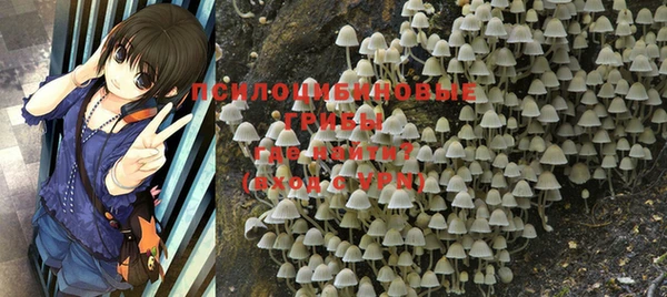 крисы Абаза